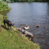 hundetreffen 03.09.2016 549